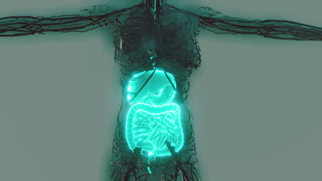 Transparenter-Menschlicher-Körper-Mit-Sichtbarem-Verdauungssystem