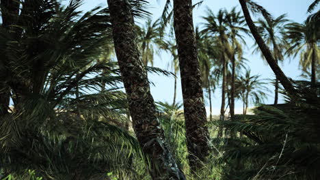 Palm-trees-in-the-desert