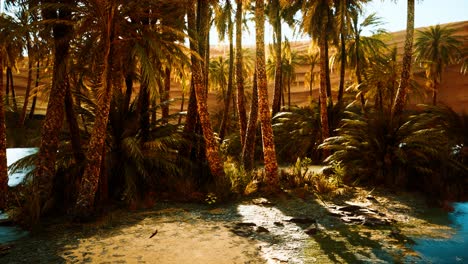 Palmen-In-Der-Sahara-Wüste
