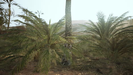 Palmen-In-Der-Wüste