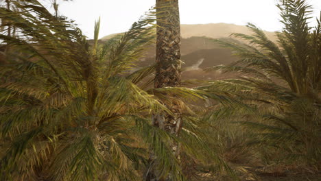 Palm-trees-in-the-desert