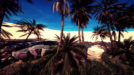 Landscape-of-oasis-with-palm-trees
