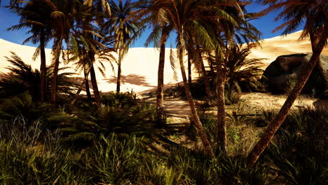 Date-palm-plantation-at-sunset