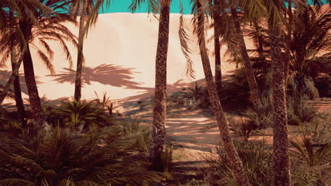 Date-palm-plantation-at-sunset