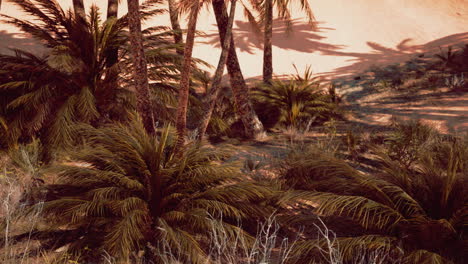 palms-oasis-in-the-Desert