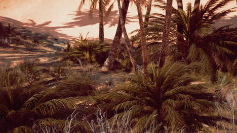 Palm-trees-in-Al-Ain-oasis
