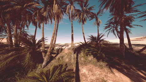 palms-oasis-in-the-Desert