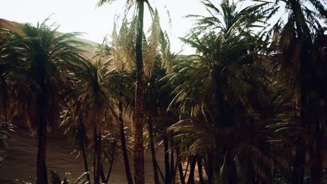 palm-trees-inside-the-dunes