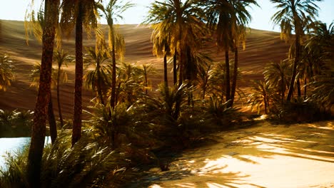 Palmen-In-Den-Dünen