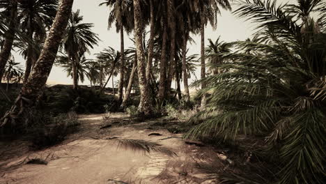 Sanddünen-Und-Palmen-In-Der-Wüste-Sahara