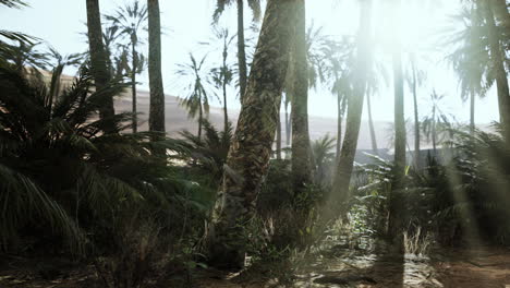 Palmen-In-Der-Sahara-Wüste