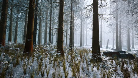 winter-white-frozen-forest-in-snow