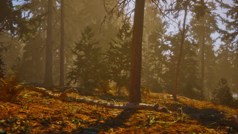 Herbstkiefernwald-An-Einem-Nebligen-Morgen