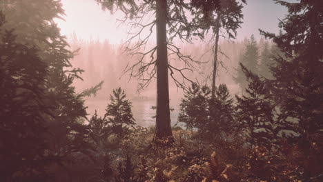 Autumn-pine-forest-on-a-foggy-morning