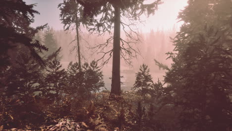 Sunlight-entering-autumn-coniferous-forest-on-a-misty-morning