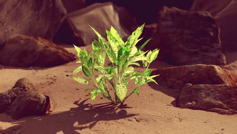 Grüne-Pflanze-Am-Sandstrand