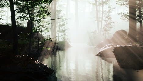 pond-swamp-with-unique-atmosphere-and-fog-beneath-the-trees