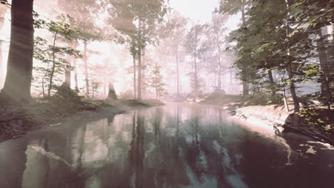 Teichsumpf-Mit-Einzigartiger-Atmosphäre-Und-Nebel-Unter-Den-Bäumen