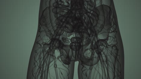 3D-MRT-Frauenkörperscan