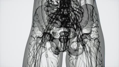 3D-MRT-Frauenkörperscan