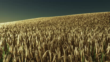 Golden-wheat-field-at-sunset