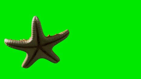 yellow-sea-star-on-green-chromakey-background