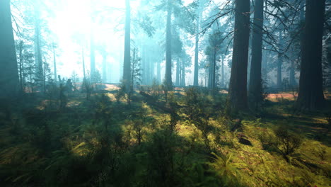 Beautiful-morning-fog-and-sunbeams-in-the-pine-forest