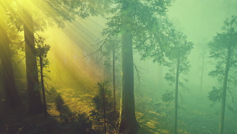 morning-fog-in-the-giant-sequoias-forest