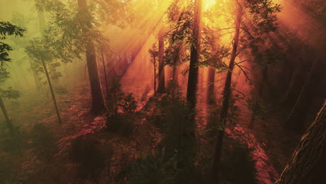 Morgennebel-Im-Riesenmammutbaumwald