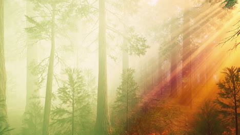 morning-fog-in-the-giant-sequoias-forest
