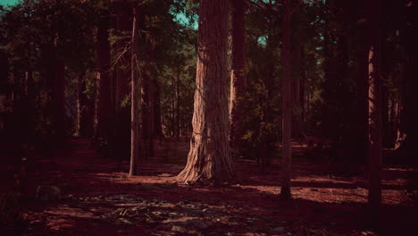 árbol-Secoya-En-El-Parque-Nacional-De-Yosemite
