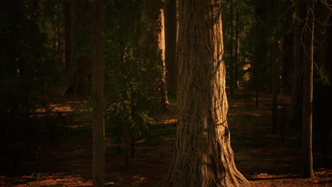 Maßstab-Der-Riesenmammutbäume-Des-Sequoia-Nationalparks