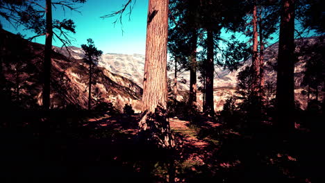 Scale-of-the-giant-sequoias-of-Sequoia-National-Park