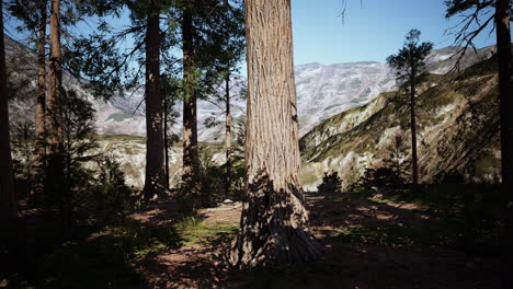 Giant-Sequoias-Trees-or-Sierran-redwood-growing-in-the-forest