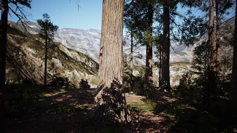 Maßstab-Der-Riesenmammutbäume-Des-Sequoia-Nationalparks