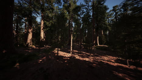 Riesenmammutbäume-Oder-Sierra-Mammutbäume-Wachsen-Im-Wald