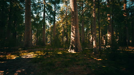 árbol-Secoya-En-El-Parque-Nacional-De-Yosemite