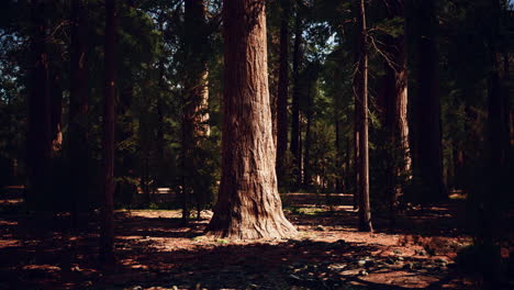 Early-morning-sunlight-in-the-Sequoias-of-Mariposa-Grove