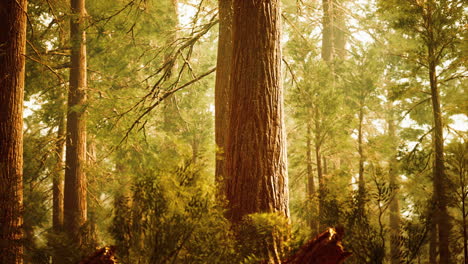 giant-sequoias-in-redwood-forest