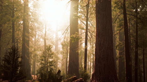 giant-sequoias-in-redwood-forest