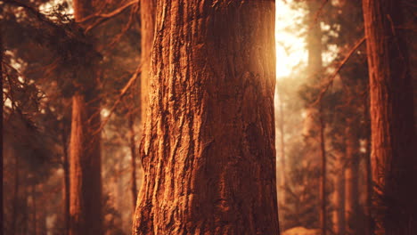 Riesenmammutbäume-In-Einem-Redwood-Wald