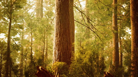 Riesenmammutbäume-In-Einem-Redwood-Wald