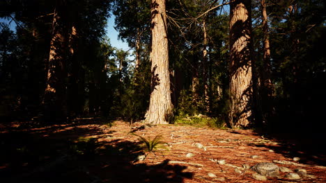 Riesenmammutbäume-Im-Sequoia-Nationalpark-In-Kalifornien,-USA
