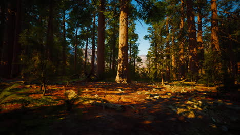 Mammutbaum-Mammutbäume-Im-Wald-Des-Sequoia-Nationalparks