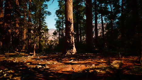 Secuoyas-Gigantes-En-El-Parque-Nacional-Sequoia-En-California,-EE.UU.