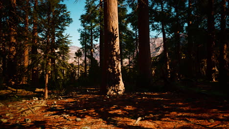Riesenmammutbaumwald-Des-Sequoia-Nationalparks-In-Den-Kalifornischen-Bergen