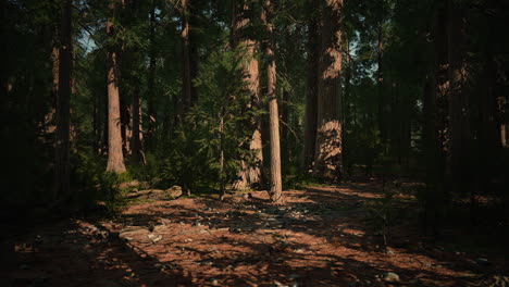 Riesige-Mammutbäume-Ragen-Im-Sequoia-Nationalpark-über-Den-Boden