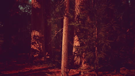 Riesenmammutbäume-Oder-Sierra-Mammutbäume-Wachsen-Im-Wald