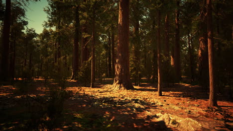 Early-morning-sunlight-in-the-Sequoias-of-Mariposa-Grove