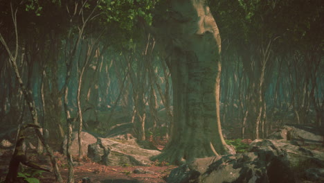 Roots-of-a-tree-in-a-misty-forest